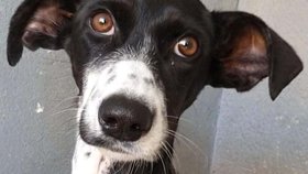 Minnie objevil spolek Podenco v nouzi v útulku na Tenerife