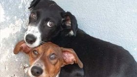 Minnie byla v útulku i se svou sestrou, která se rovněž dostala do Česka