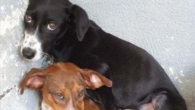 Minnie byla v útulku i se svou sestrou, která se rovněž dostala do Česka