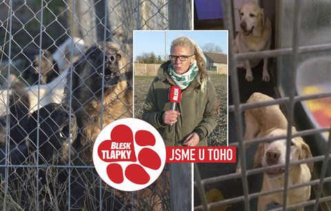 Blesk tlapky udeřily na množírnu labradorů: Psi měli falešné pasy, policie zmáčkne veterináře