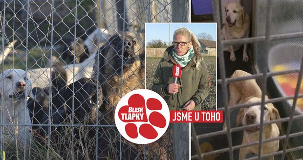 Blesk tlapky udeřily na množírnu labradorů: Psi měli falešné pasy, policie zmáčkne veterináře