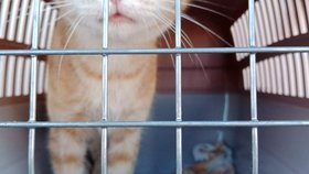 Srdečné tlapky pomohly evakuaovat přes stovku zvířat. Králíky, slepice, kočky nebo i koně zachránily hlavně z Olomouckého kraje, kde vše zaplavila řeka Morava