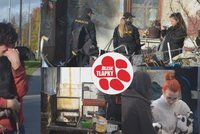 Otřesný případ ženy se zákazem chovu: Hromada odpadků i mrtvá zvířata! Psům svazovala tlamy