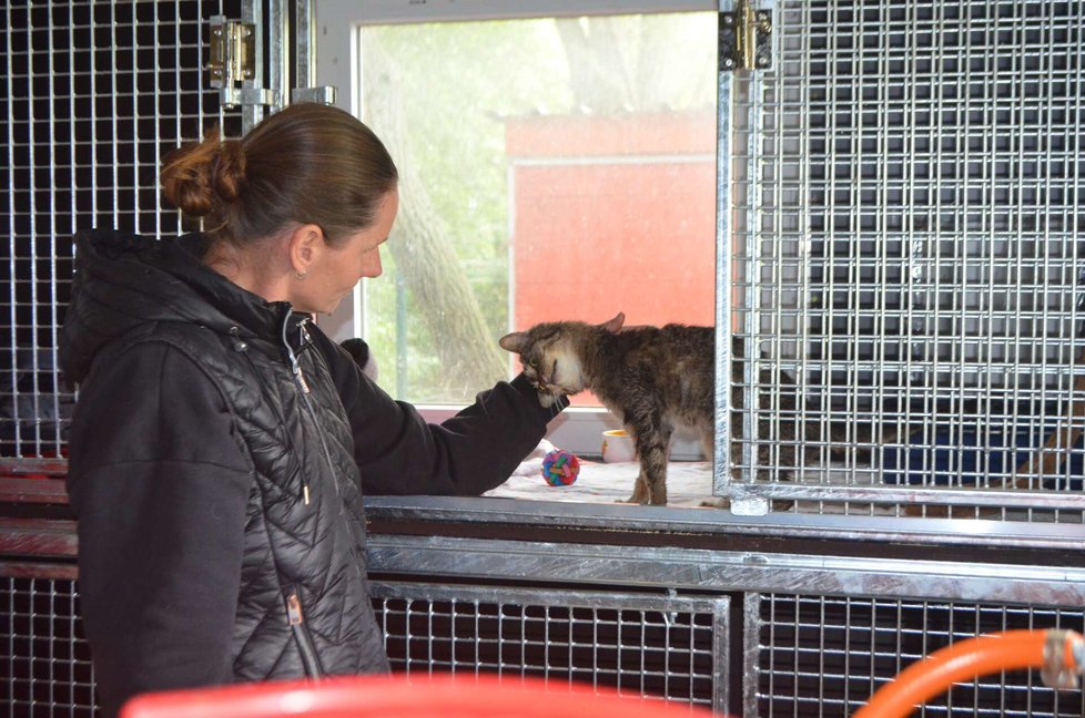 Předsedkyně spolku Voříškov Anežka Jedličková teď pečuje o část zvířat z Tyldy, včetně této vyhublé kočičky. Předsedkyně spolku Voříškov Anežka Jedličková teď pečuje o část zvířat z Tyldy, včetně této vyhublé kočičky.