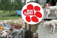 Konec hrůzné množírny na jihu Čech: Z otřesných podmínek zachránili 21 dog