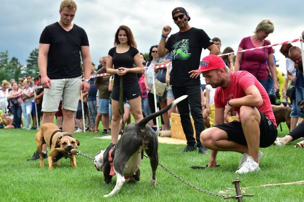 Návštěvníci festivalu se mohou těšit i na ukázky bull sportů