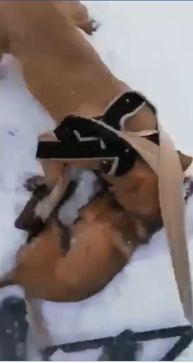 Otřesné záběry ukazují, jak dva psi trhají štěně belgického ovčáka