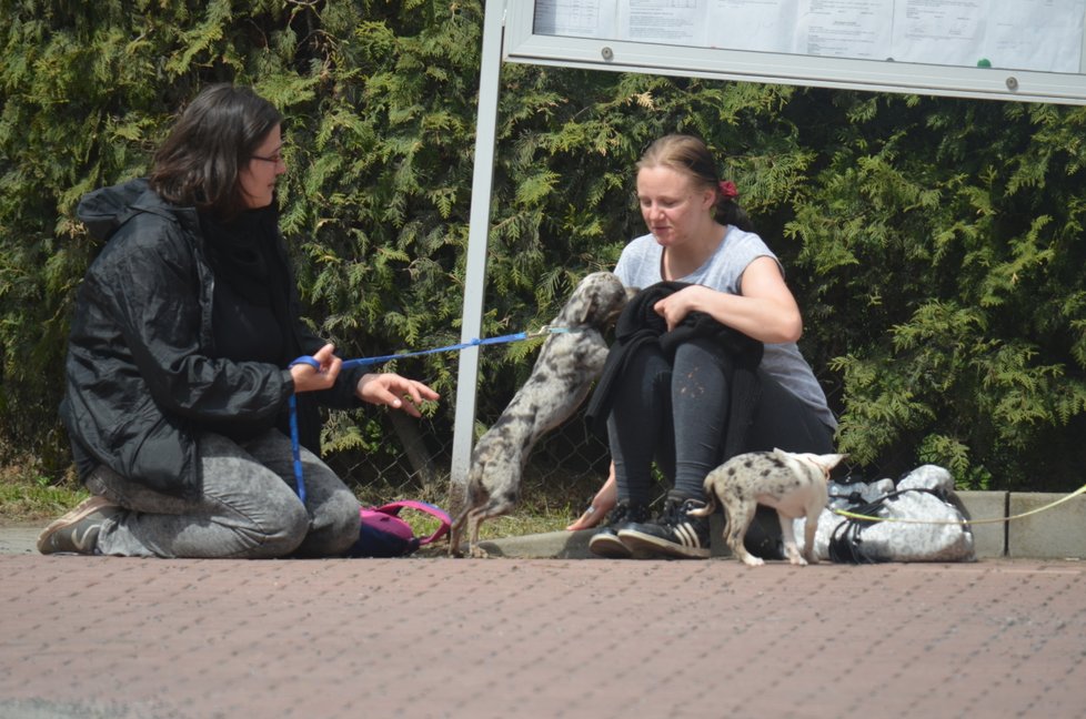 Množitelka mluvila o čivavách jako o „těch psech“. Štěně nemělo ani jméno