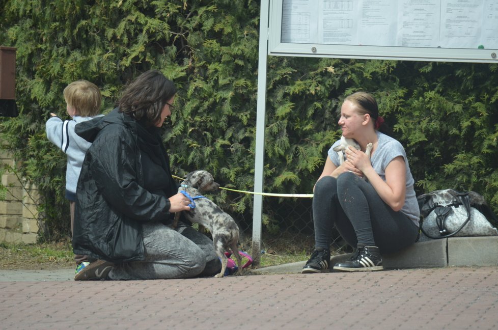 Množitelka mluvila o čivavách jako o „těch psech“. Štěně nemělo ani jméno