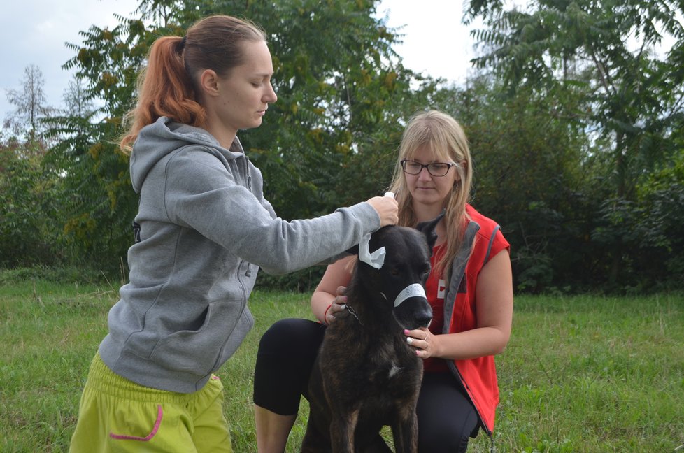 Kateřina Šponarová a Martina Frühauf Kolářová návštěvníkům psího dne předvědou také, jak u psa zajistit, aby nekousl, a pak mu ošetřit zranění  Kateřina Šponarová a Martina Frühauf Kolářová návštěvníkům psího dne předvědou také, jak u psa zajistit, aby nekousl, a pak mu ošetřit zranění