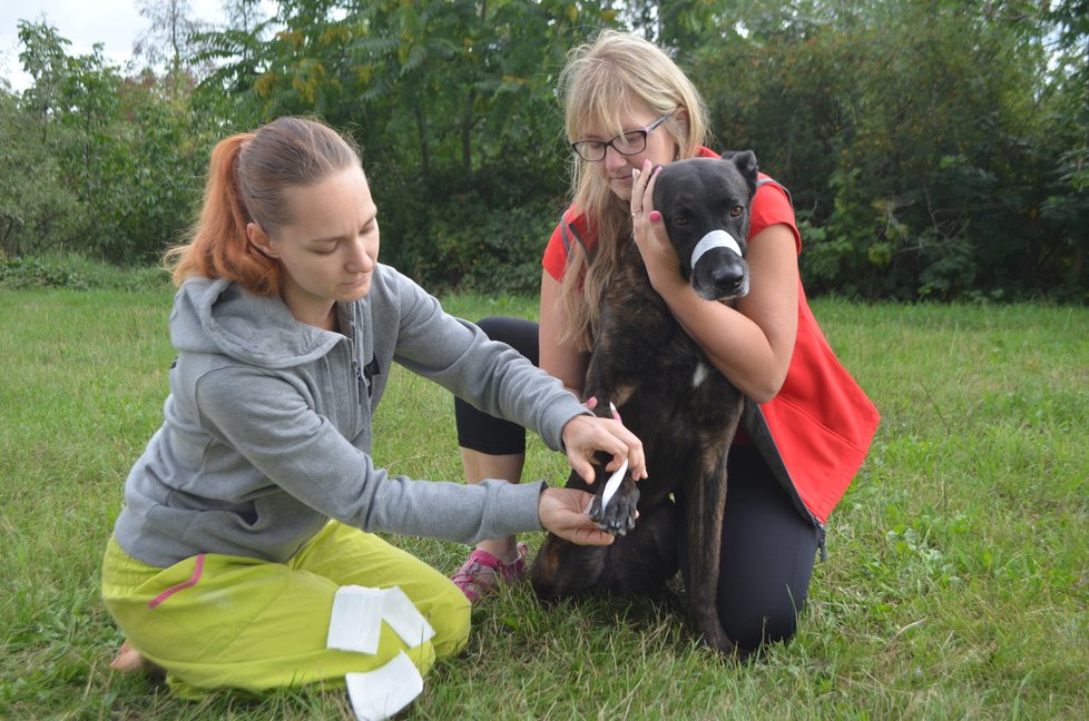 Kateřina Šponarová a Martina Frühauf Kolářová návštěvníkům psího dne předvědou také, jak u psa zajistit, aby nekousl, a pak mu ošetřit zranění