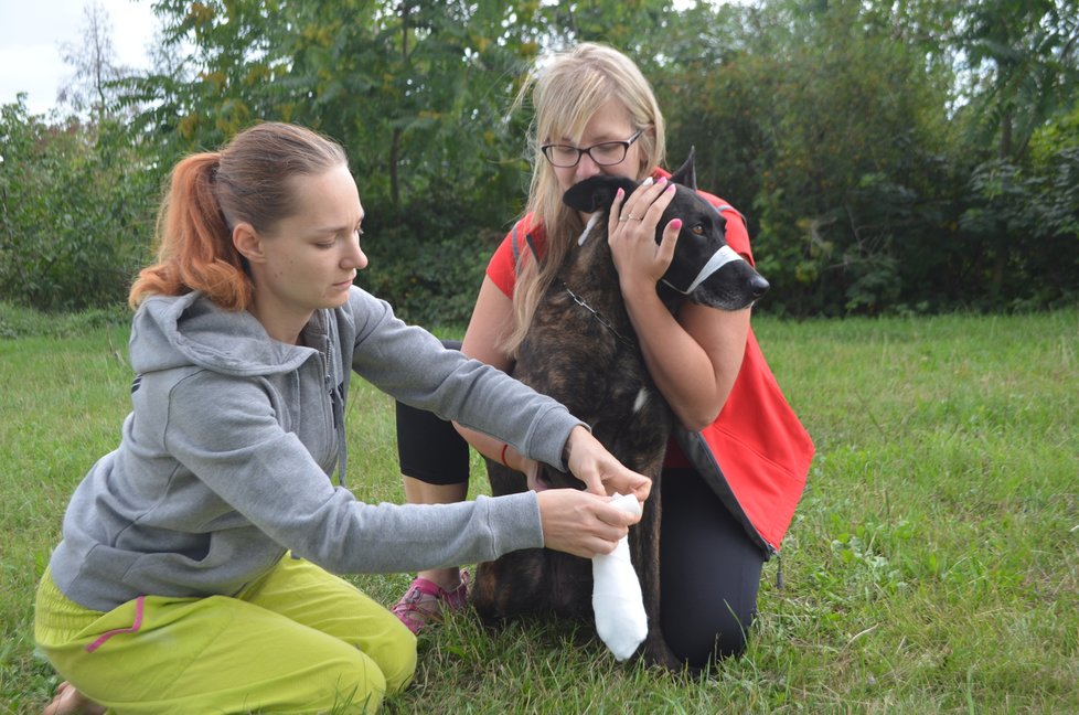 Kateřina Šponarová a Martina Frühauf Kolářová návštěvníkům psího dne předvědou také, jak u psa zajistit, aby nekousl, a pak mu ošetřit zranění
