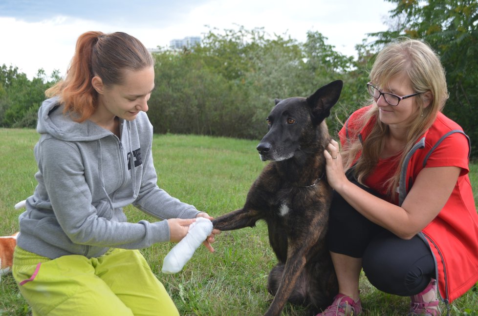 Kateřina Šponarová a Martina Frühauf Kolářová návštěvníkům psího dne předvědou také, jak u psa zajistit, aby nekousl, a pak mu ošetřit zranění