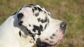 Winston je krásný, mohutný pes zbarvení harlekýn s průkazem původu.