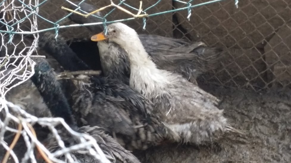 Na pozemku je i drůbež. Zablácené kachny neměly vodu ani krmení