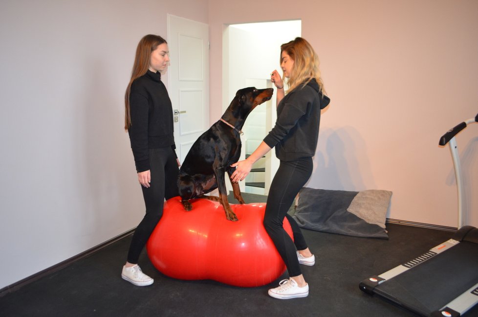 Balanční cvičení psů prospívá, zapojují při něm i jiné svaly, než při běžném běhání
