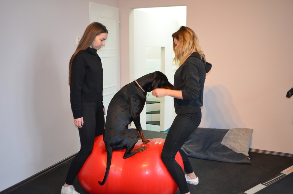 Balanční cvičení psů prospívá, zapojují při něm i jiné svaly, než při běžném běhání