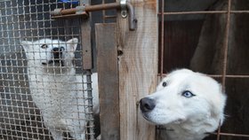 Takhle pečuje o své psy žena, která dohlíží na dodržování zákonů. Kotce už jsou ale alespoň bez výkalů