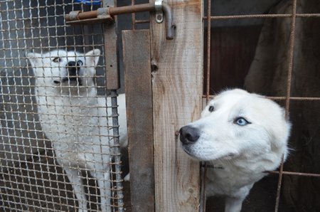 Takhle pečuje o své psy žena, která dohlíží na dodržování zákonů. Kotce už jsou ale alespoň bez výkalů