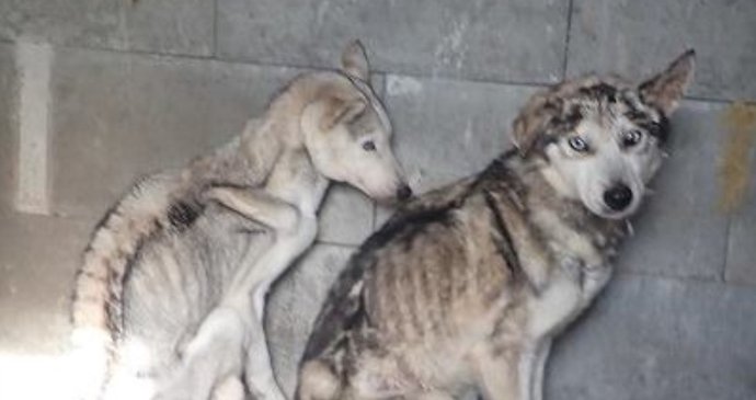 Takto husky vypadali, když je úředníci spolu s veterináři odebrali. Někteří byli hlady tak zesláblí, že se neudrželi na nohou