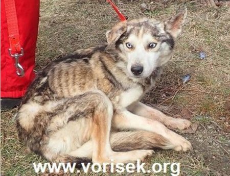 Takto husky vypadali, když je úředníci spolu s veterináři odebrali. Někteří byli hlady tak zesláblí, že se neudrželi na nohou