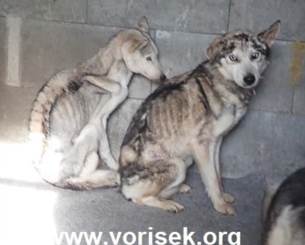 Takto husky vypadali, když je úředníci spolu s veterináři odebrali. Někteří byli hlady tak zesláblí, že se neudrželi na nohou