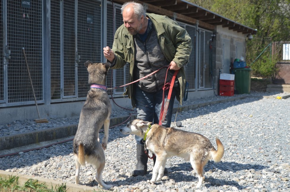 Většina odebraných psů husky už je ale připravena odejít do nových domovů