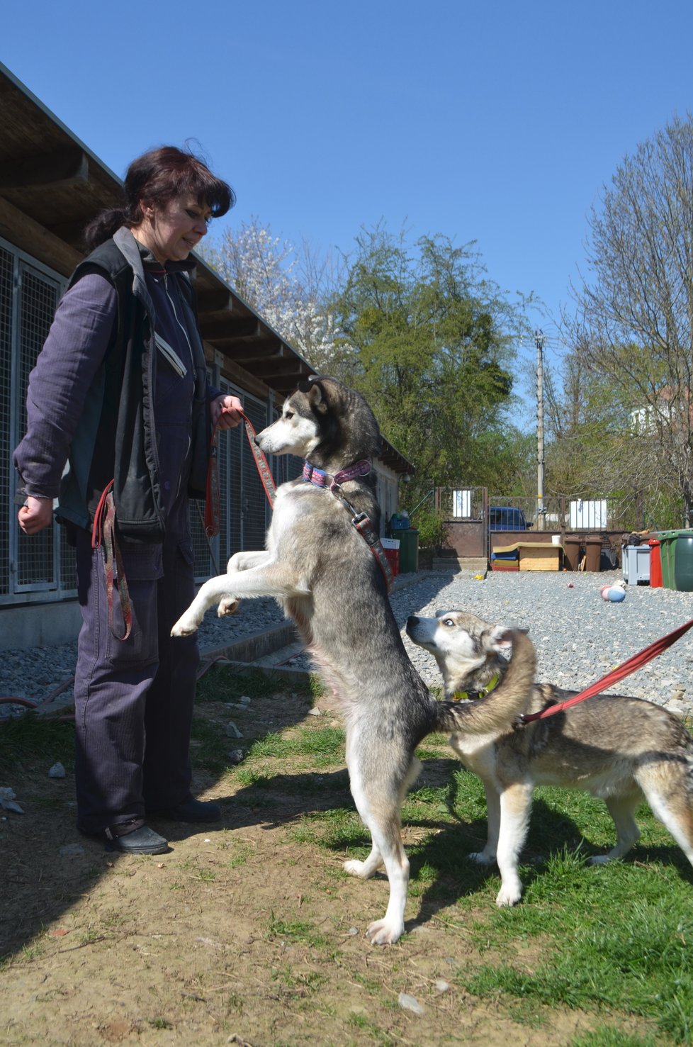 Většina odebraných psů husky už je ale připravena odejít do nových domovů