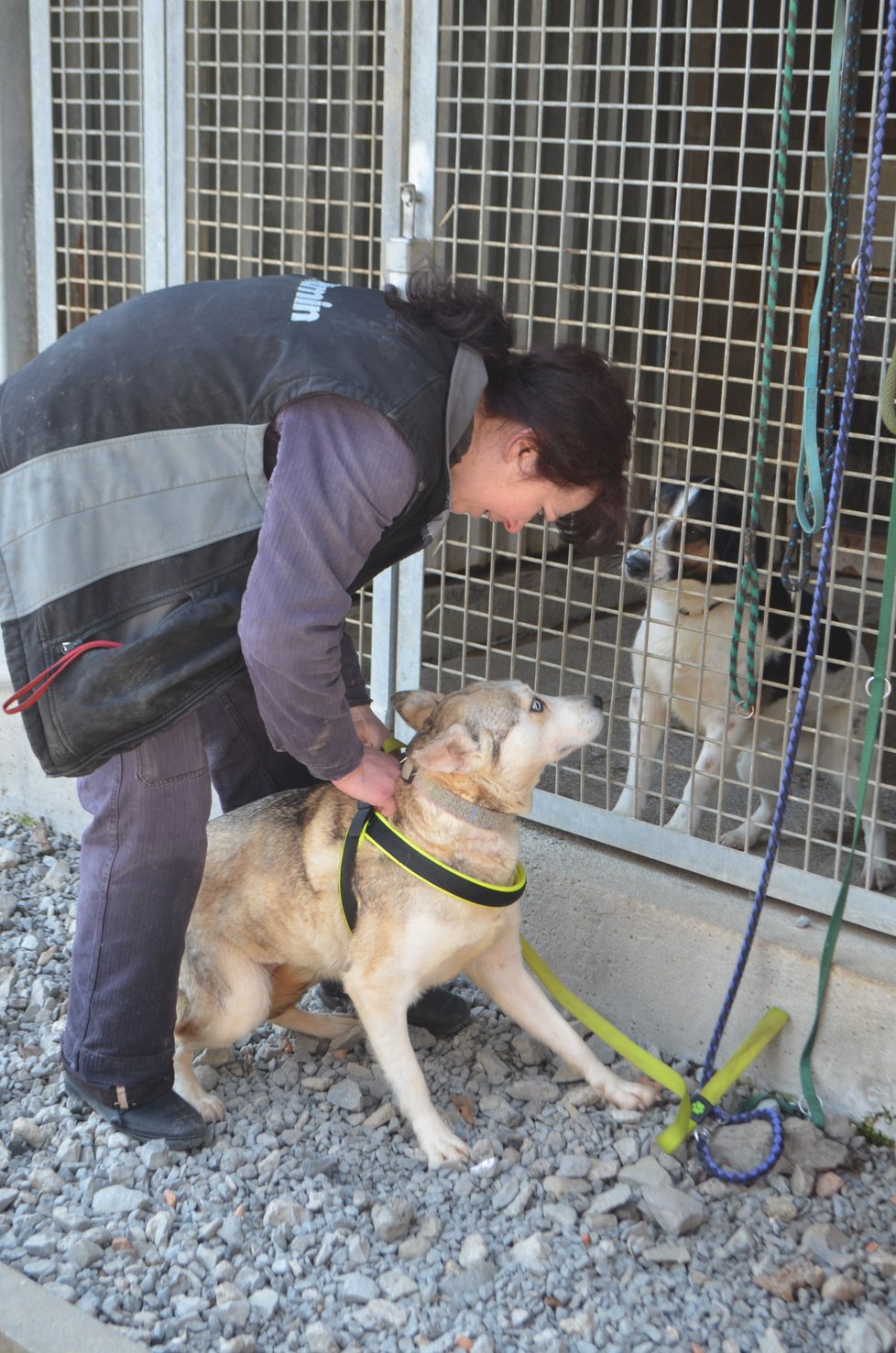 Většina odebraných psů husky už je ale připravena odejít do nových domovů