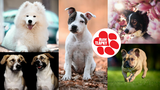 Tohle jsou psí influenceři festivalu Blesk tlapek. Sešly se skoro tři tisíce fotek!