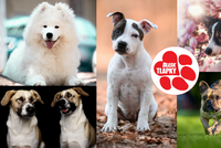 Tohle jsou psí influenceři festivalu Blesk tlapek. Sešly se skoro tři tisíce fotek!
