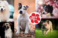 Tohle jsou psí influenceři festivalu Blesk tlapek. Sešly se skoro tři tisíce fotek!