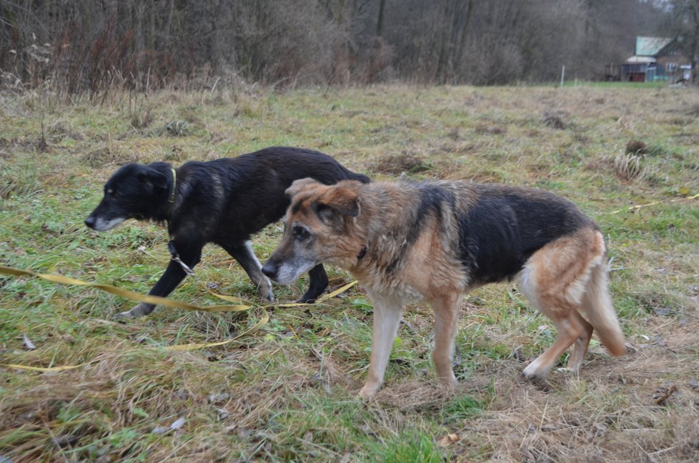 Ája byla na Jessie zbyklá, parťačka jí teď chybí