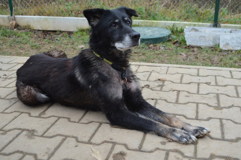 Ája by potřebovala trvalý domov. Péči o ni bude doživotně hradit spolek