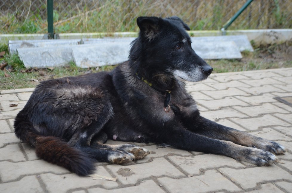 Ája by potřebovala trvalý domov. Péči o ni bude doživotně hradit spolek