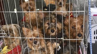 Boj proti množírnám psů: Pravidla pro chov se mají zpřísnit, čipování štěňat bude povinné, rozhodli poslanci