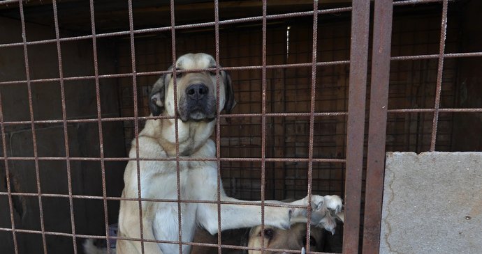 Odebraní psi se nyní zotavují v chebském útulku