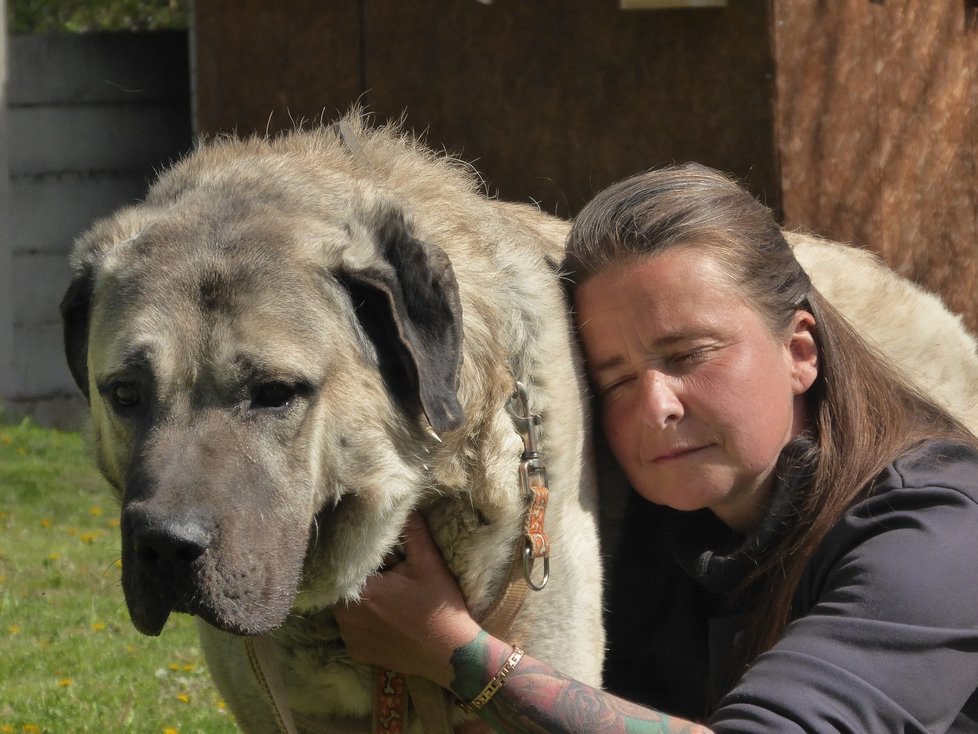 Psi odebírala a nyní se o ně v útulku stará Marie Lokingová, která má s tímto plemenem zkušenosti