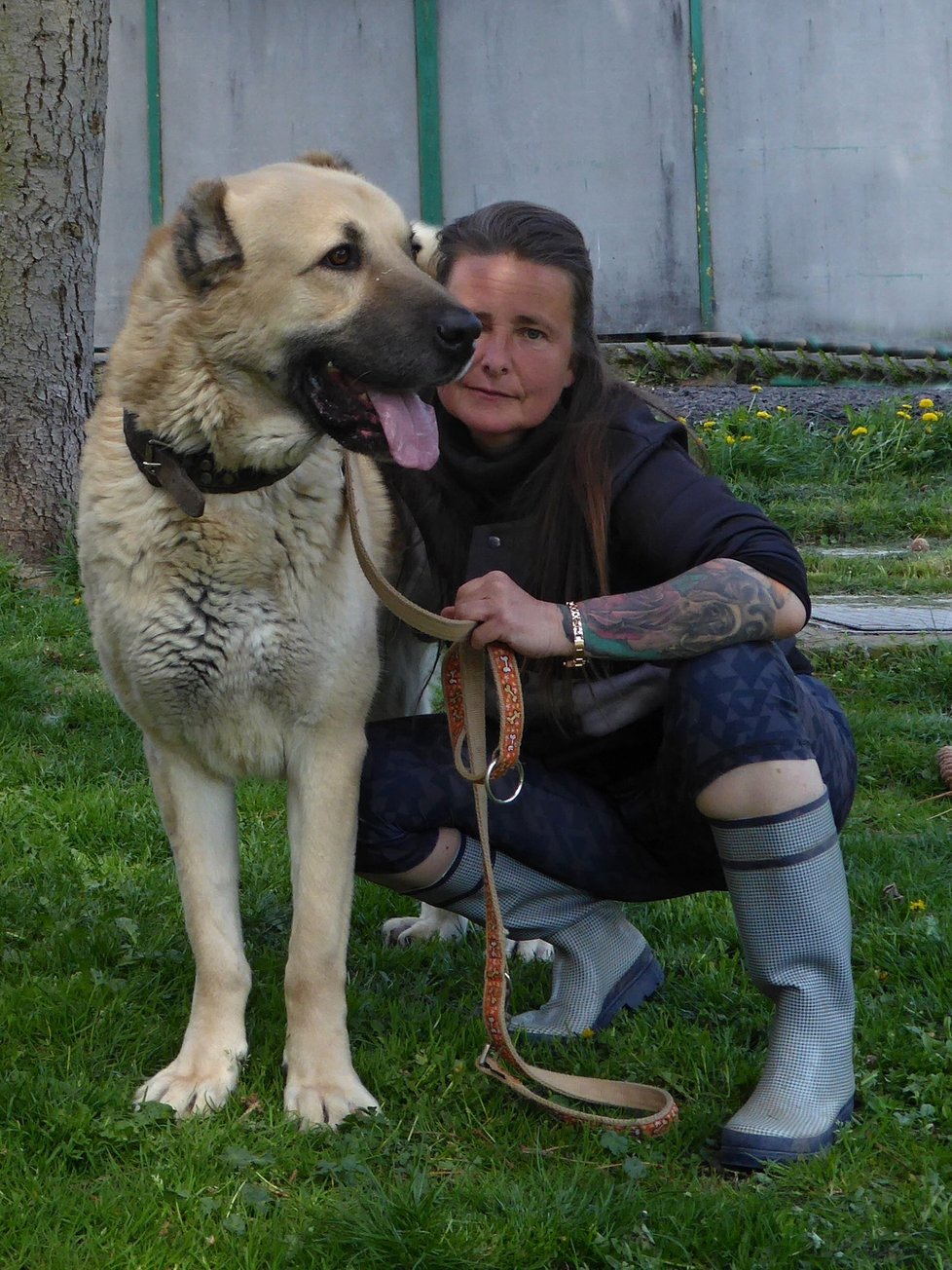 Psy odebírala a nyní se o ně v útulku stará Marie Lokingová, která má s tímto plemenem zkušenosti.