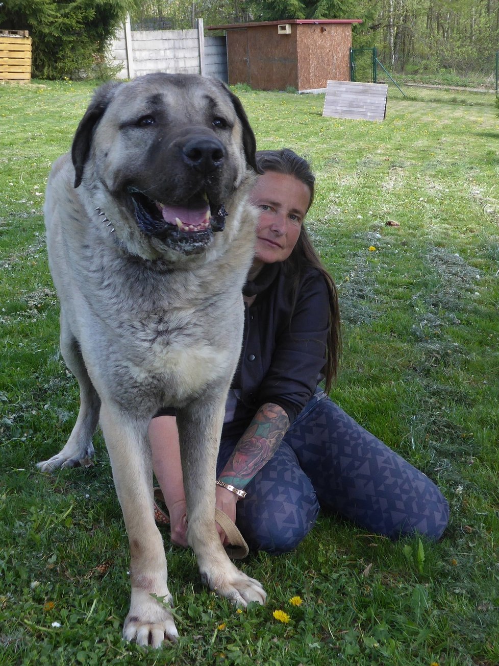 Psy odebírala a nyní se o ně v útulku stará Marie Lokingová, která má s tímto plemenem zkušenosti.