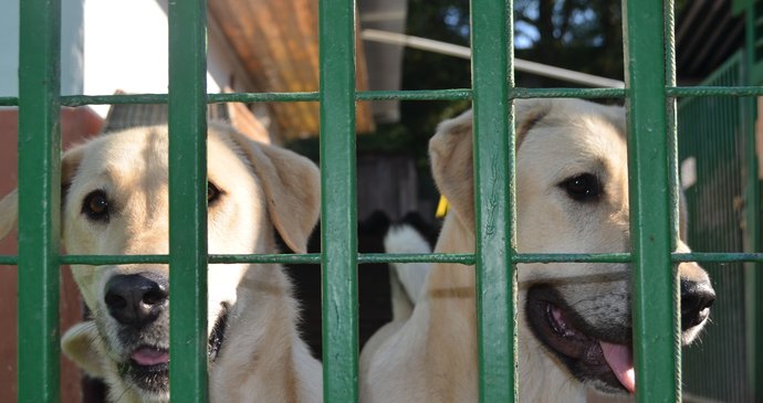 Feny a štěňata budou k adopci