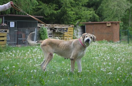 Týraní kangalové jsou teď v bezpečí u provozovatelky útulku v Horní Hraničné Marie Lokingové