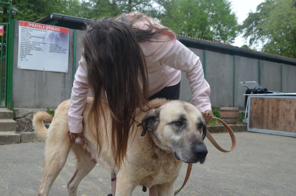 Týraní kangalové jsou teď v bezpečí u provozovatelky útulku v Horní Hraničné Marie Lokingové