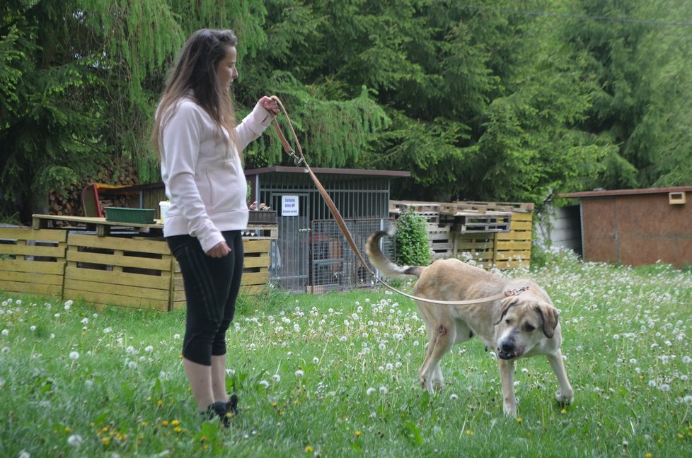 Týraní kangalové jsou teď v bezpečí u provozovatelky útulku v Horní Hraničné Marie Lokingové.