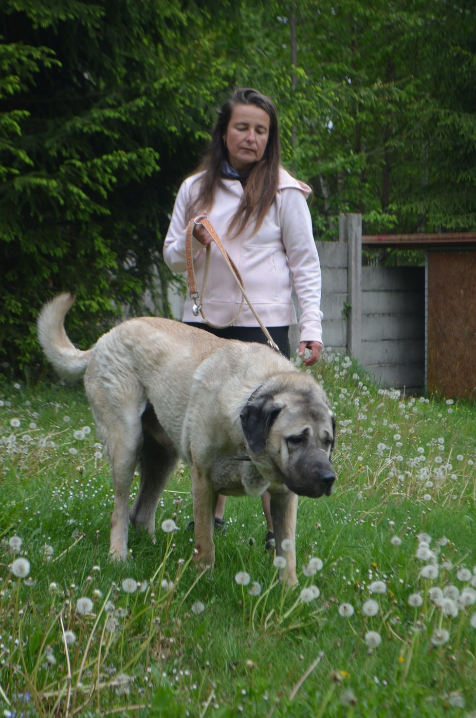 Marie Lokingová má s kangaly zkušenosti. Blesk tlapkám ukázala psa, kterého si v minulosti adoptovala.