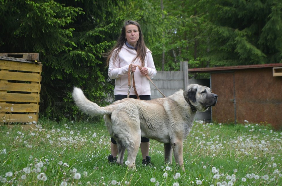 Marie Lokingová má s kangaly zkušenosti. Blesk tlapkám ukázala psa, kterého si v minulosti adoptovala.