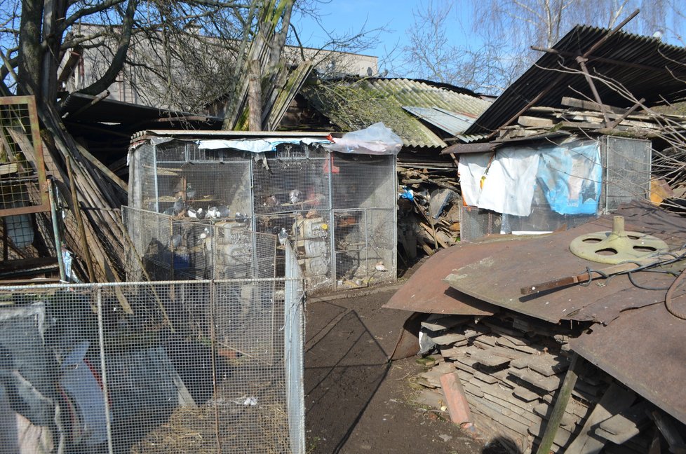 Na pozemku u domu byly kotce s boudami, a také voliéra s holubi