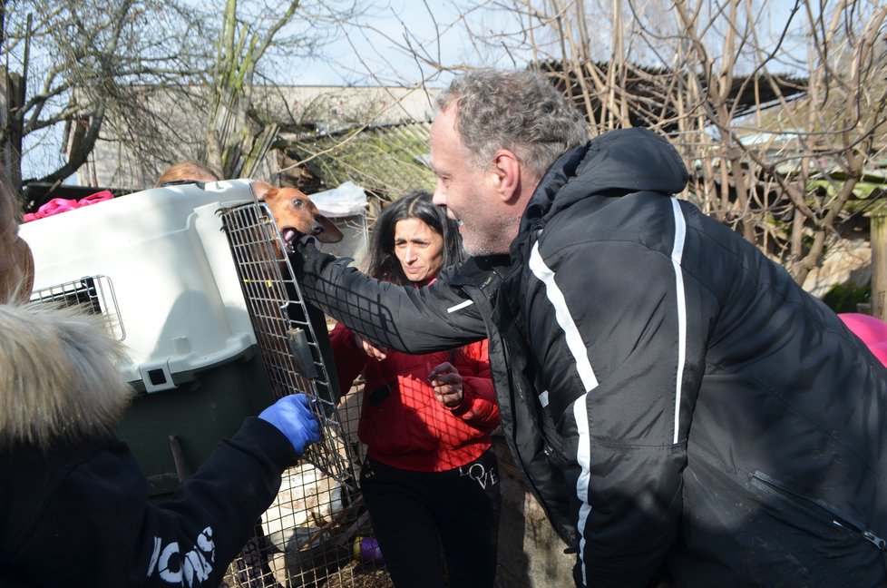 Odchyt byl náročný, psi nebyli zvyklí na cizí lidi, báli se a kousali