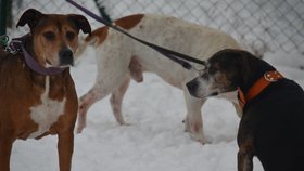 Všichni tři odebraní psi si procházku ve sněhu užívali.