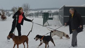 Všichni tři odebraní psi si procházku ve sněhu užívali.